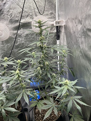 Growreport Bild 4