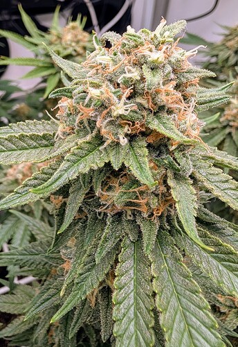 Growreport Bild 48