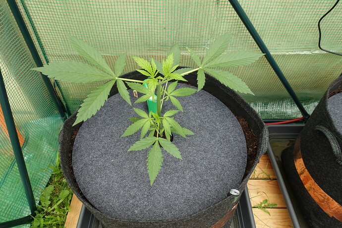 Growreport Bild 2