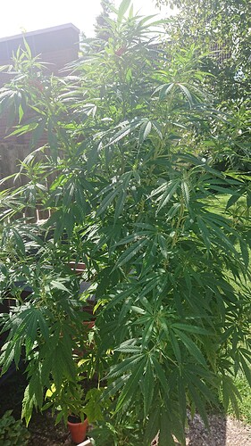 Growreport Bild 28