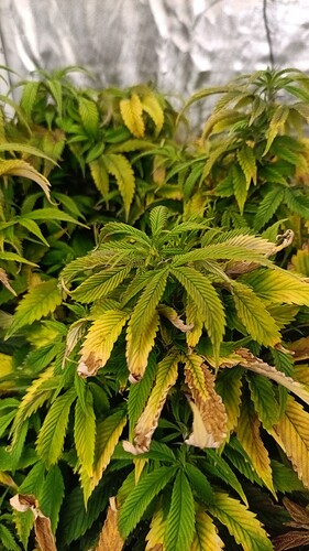 IMG_20250222_163557_1