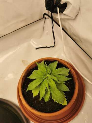Growreport Bild 28