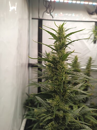 Growreport Bild 10