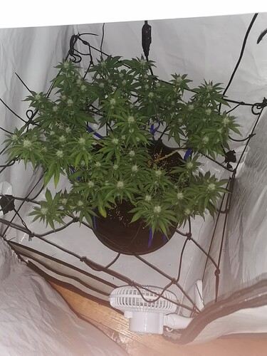 Growreport Bild 7
