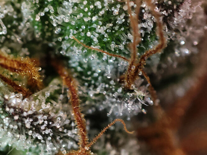 Growreport Bild 87