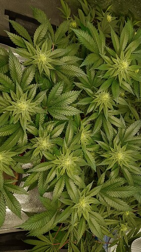 Growreport Bild 6