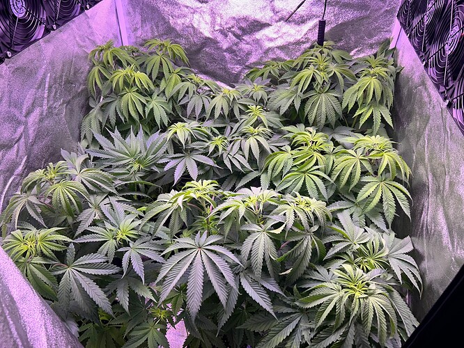 Growreport Bild 31
