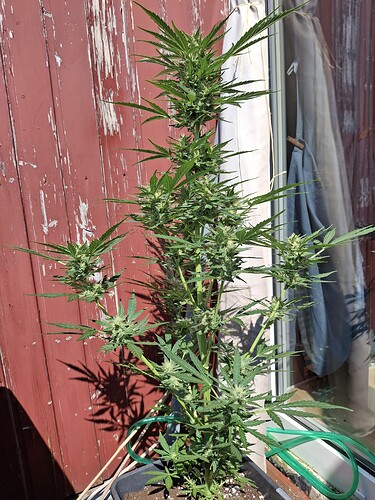 Growreport Bild 128
