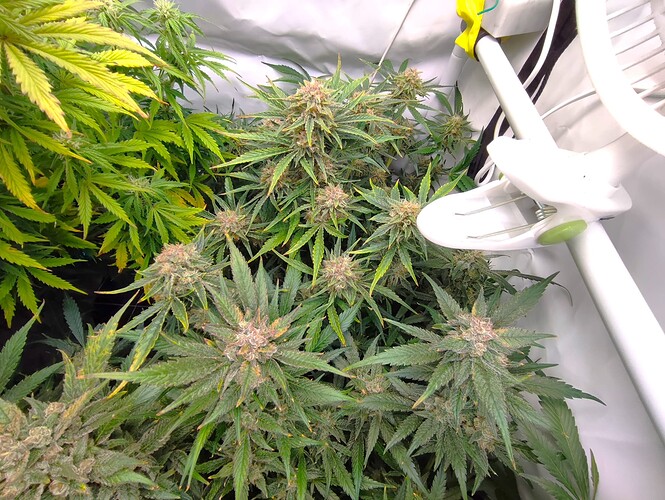 Growreport Bild 11