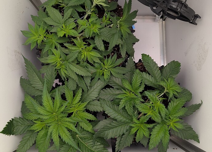 PXL_20250411_074413985.MP~2