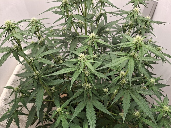 Growreport Bild 107