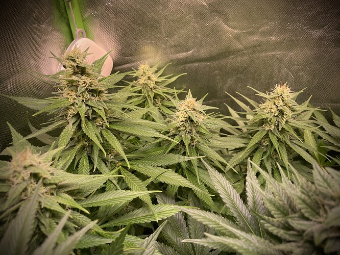 Growreport Bild 8