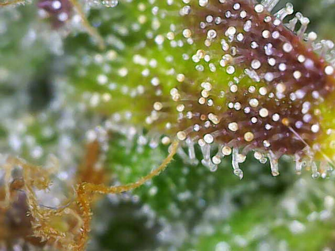 Image_2025-01-06 16_36_46_166