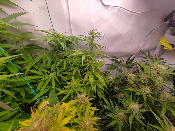 Growreport Bild 7
