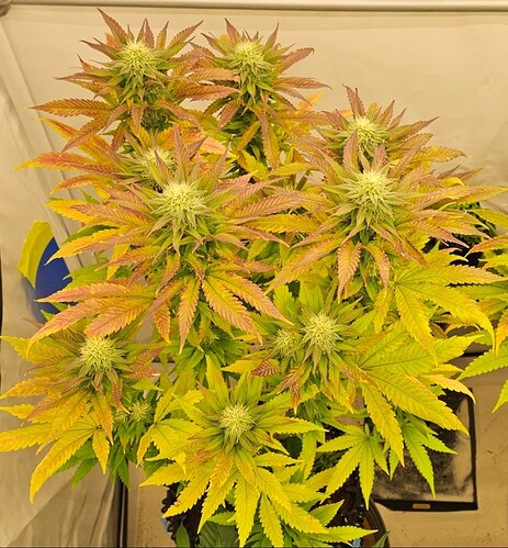 Screenshot_20241017_072838_Gallery