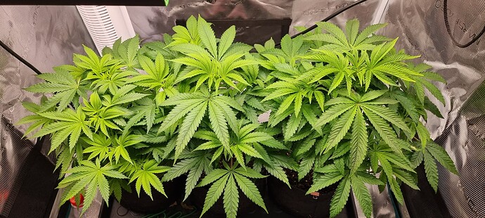 Growreport Bild 19