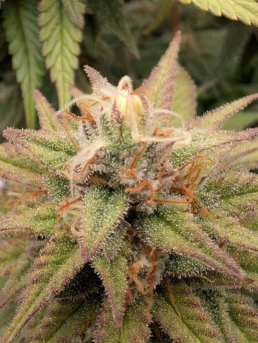 Growreport Bild 13