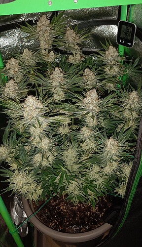 Growreport Bild 2