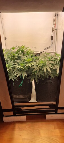 Growreport Bild 5