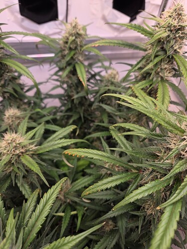 Growreport Bild 2