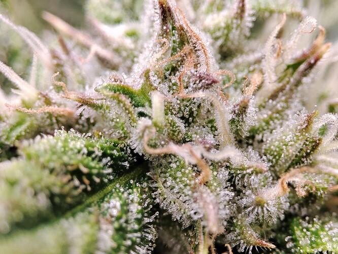 Growreport Bild 9