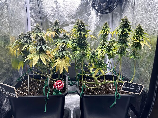 Growreport Bild 38
