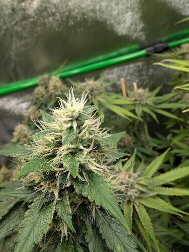 Growreport Bild 3