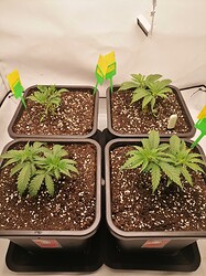 Growreport Bild 80