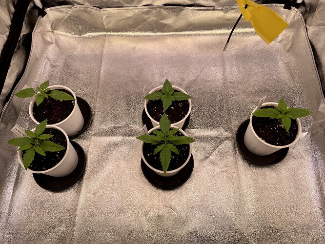 Growreport Bild 8