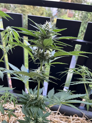 Growreport Bild 3