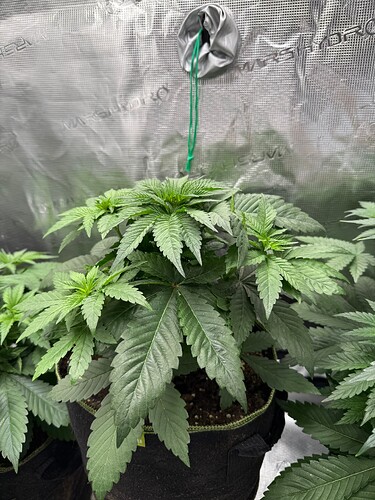 Growreport Bild 9