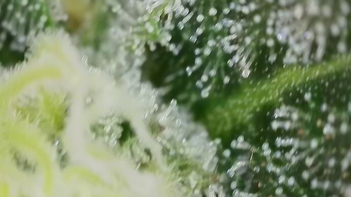 Growreport Bild 35