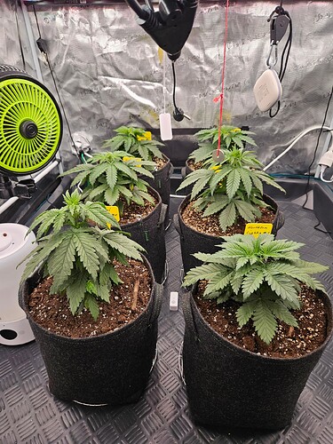 Growreport Bild 24