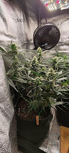 IMG_20240816_194026