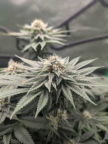 Growreport Bild 3