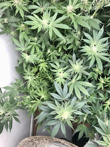 Growreport Bild 9