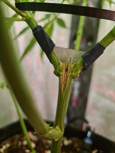 signal-2024-08-27-130225