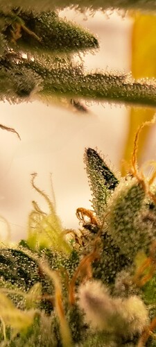 Growreport Bild 43