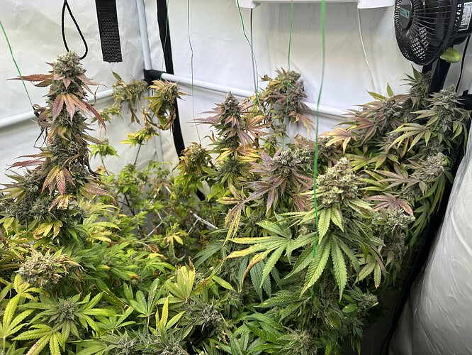 Growreport Bild 1