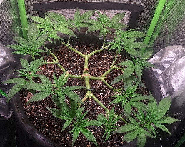 Growreport Bild 4