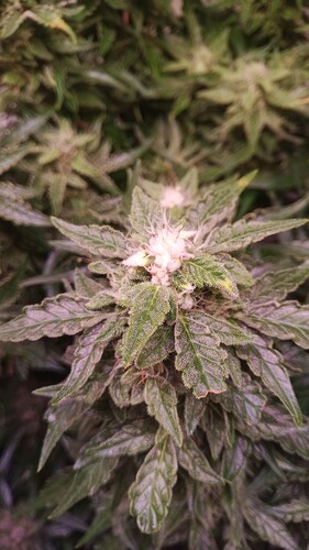 Growreport Bild 11