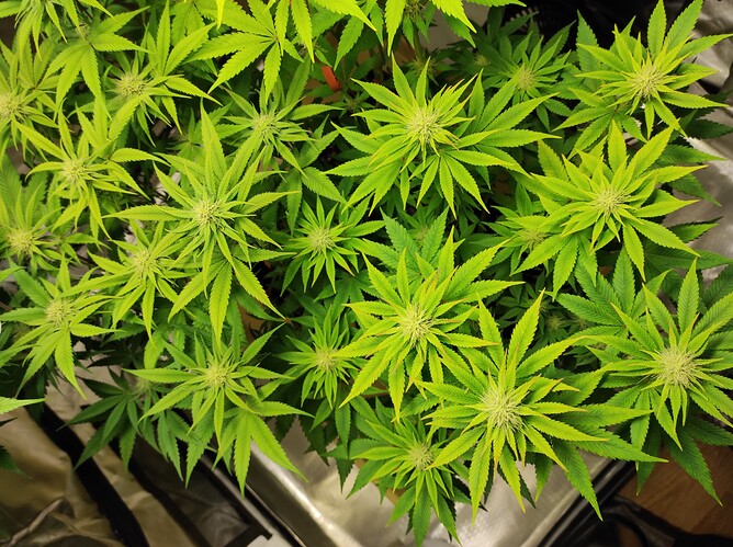 Growreport Bild 2