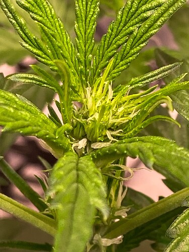 Growreport Bild 1