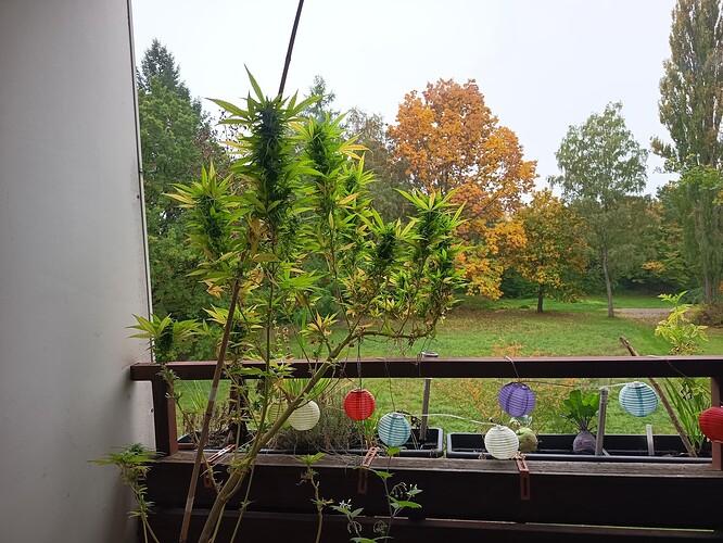 Growreport Bild 2