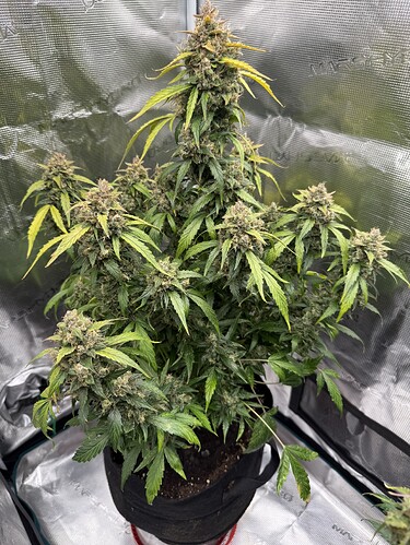 Growreport Bild 25