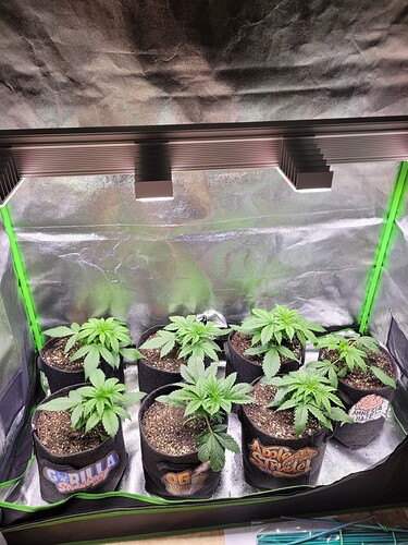 Growreport Bild 1