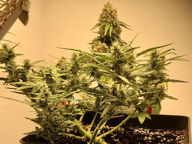 Growreport Bild 2