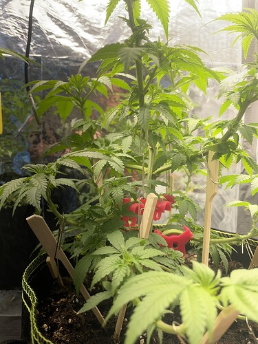 Growreport Bild 4