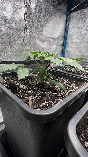 Growreport Bild 6