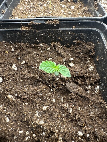 Growreport Bild 61